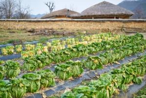 배추밭